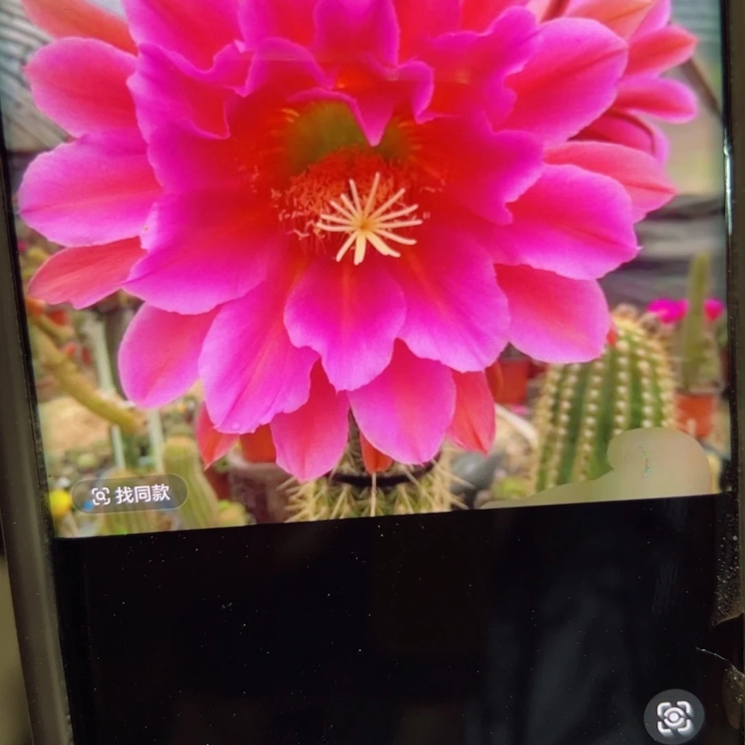 下2毛飞龙歪侧芽7公分左右20包邮