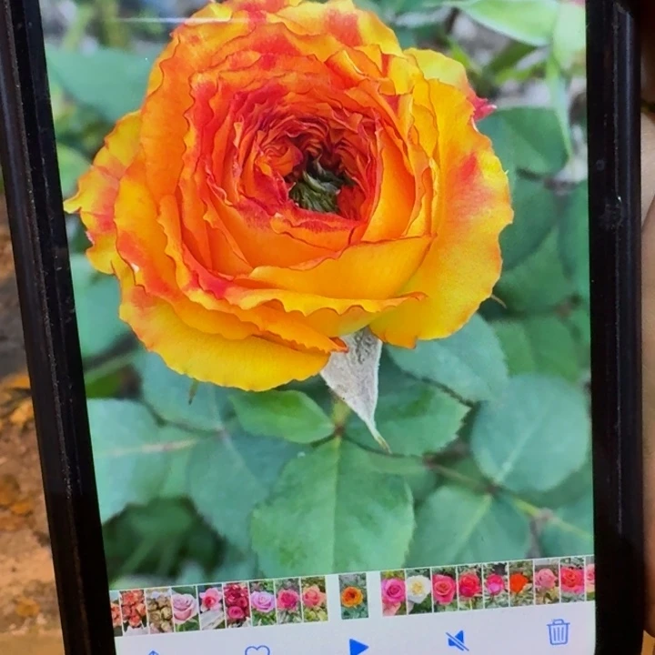 无花朵夏威夷小苗