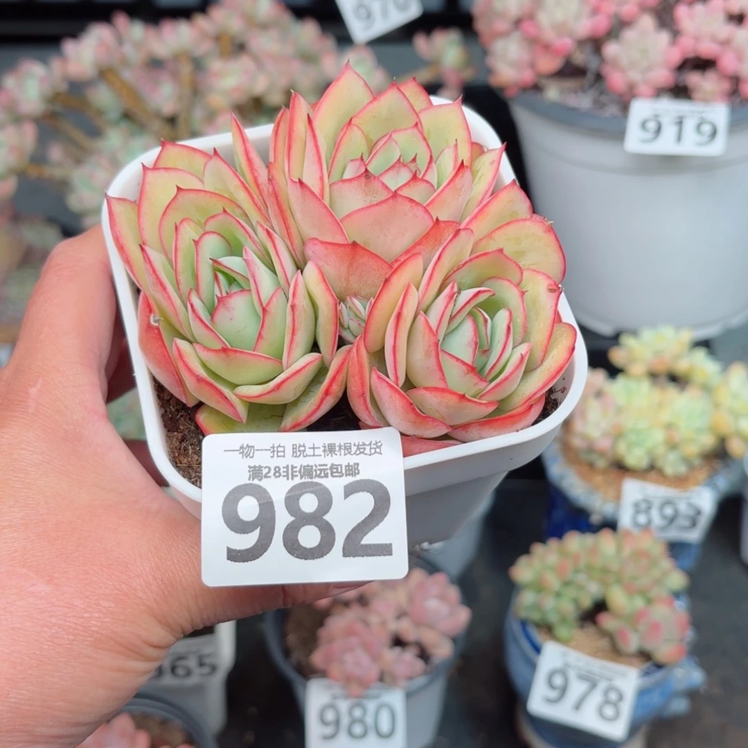 牡丹亭无盆土发货