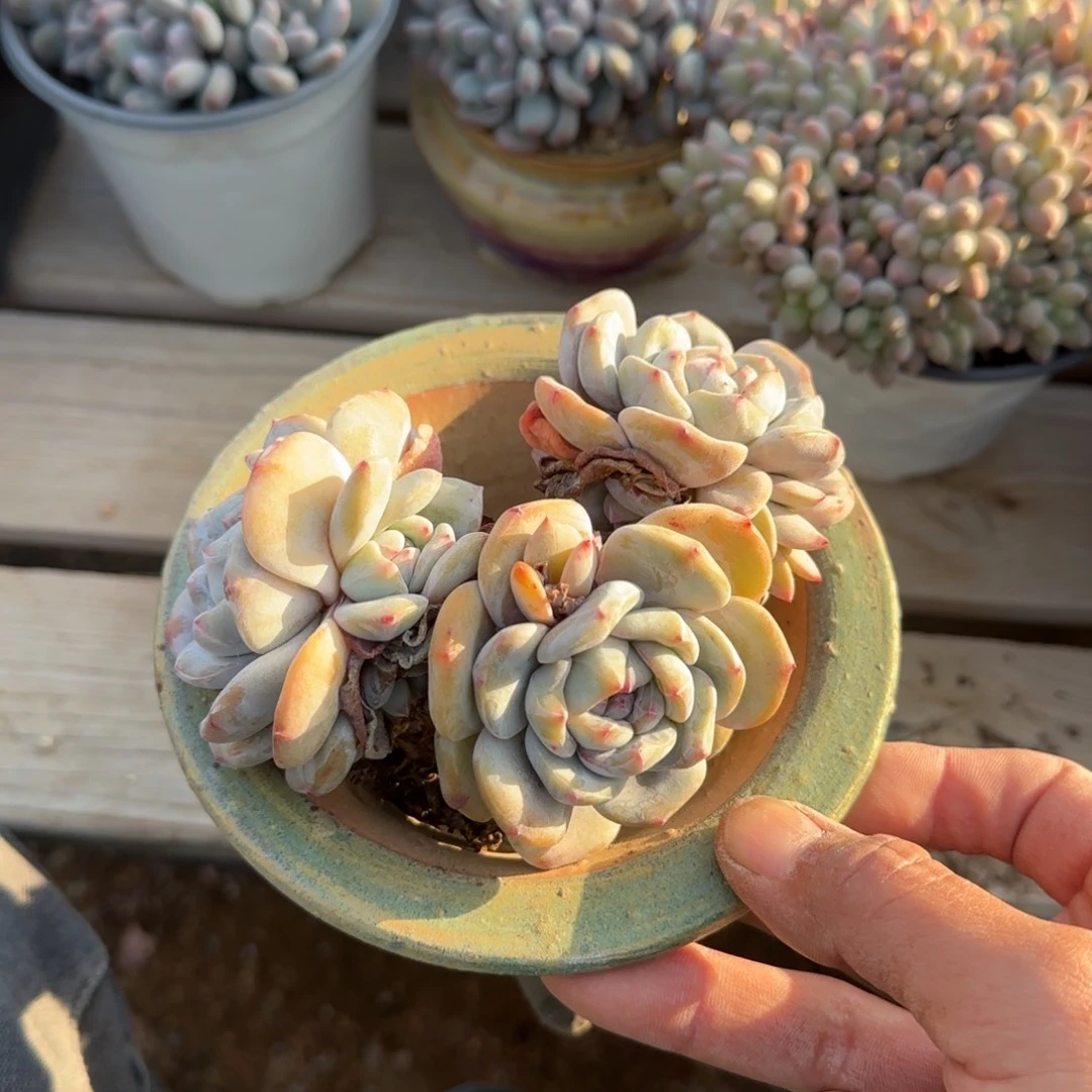 星影老桩多肉五十包邮老桩