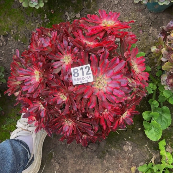 雪姬花27-51包邮花花