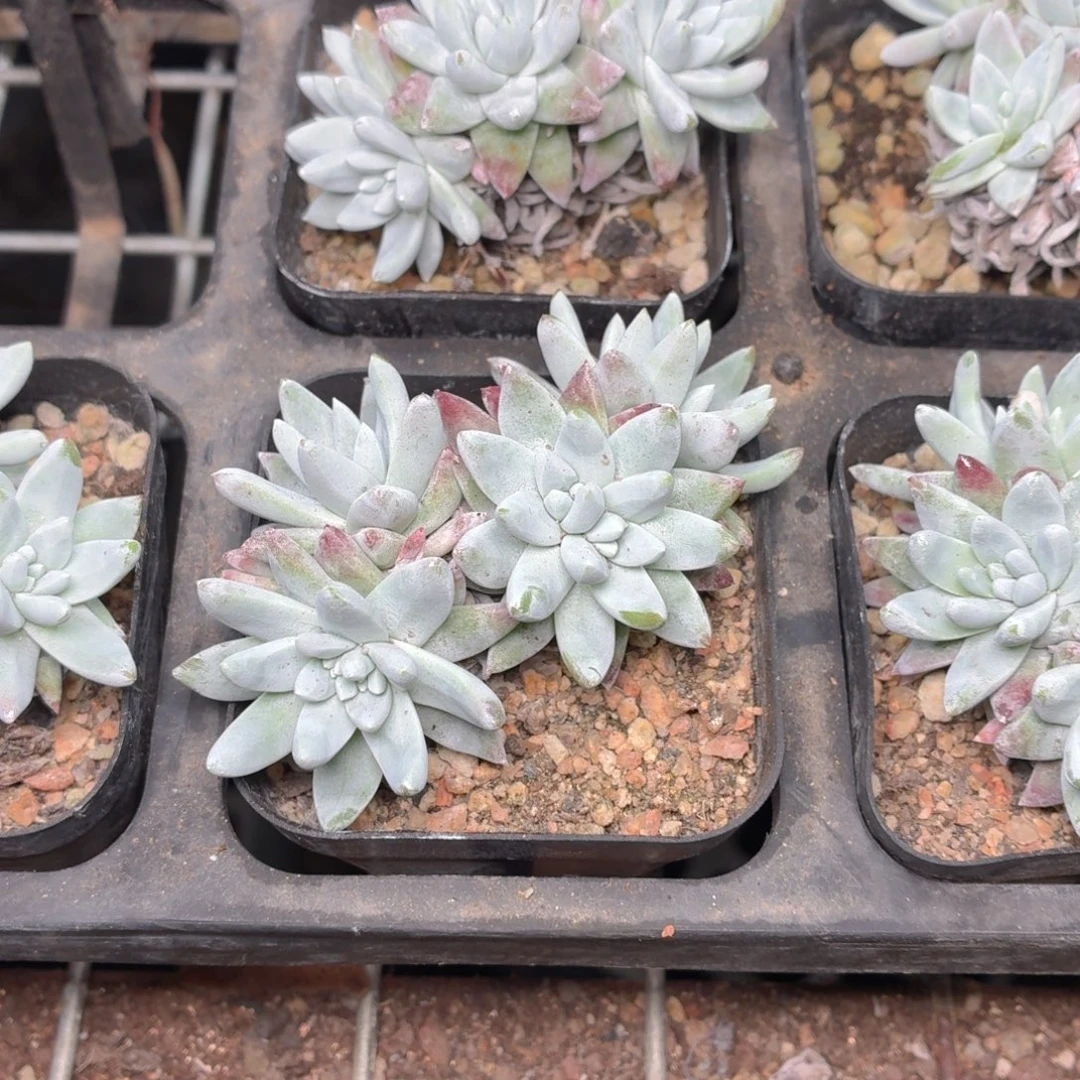 白菊多肉9.9包邮发货