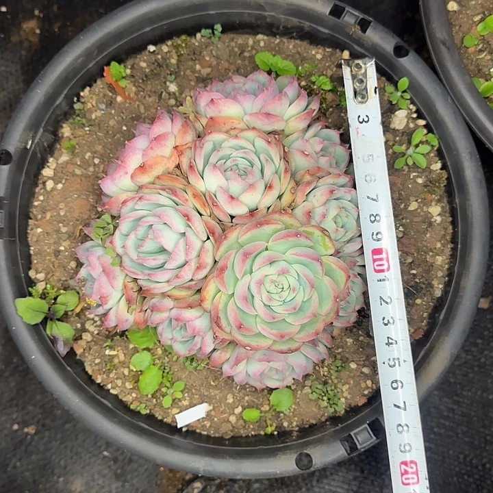 多肉植物一物一拍侧影753