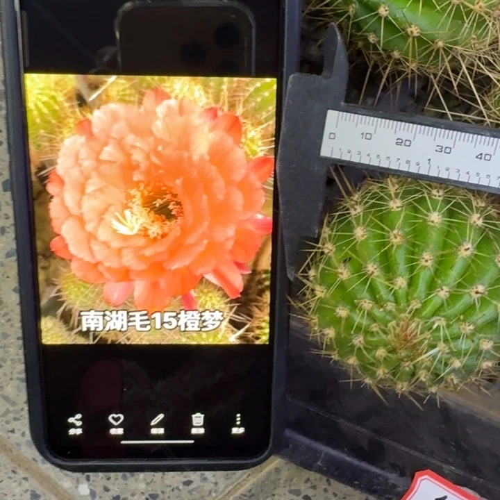 253毛橙梦歪5公分左右无根侧牙，20包邮