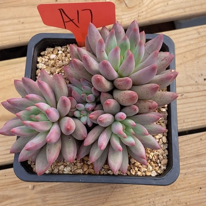 这么大个人都有女朋友