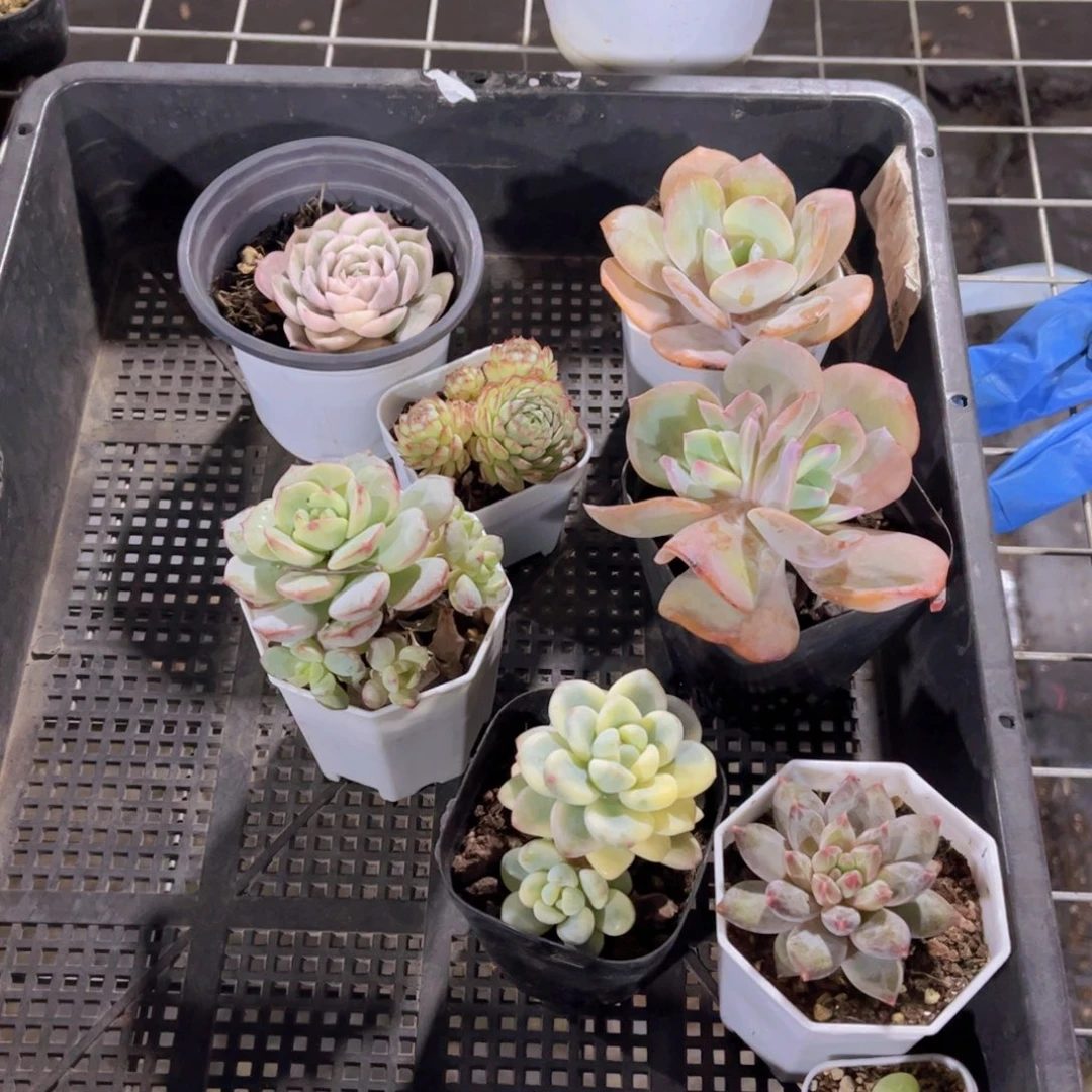 多肉901多肉植物，