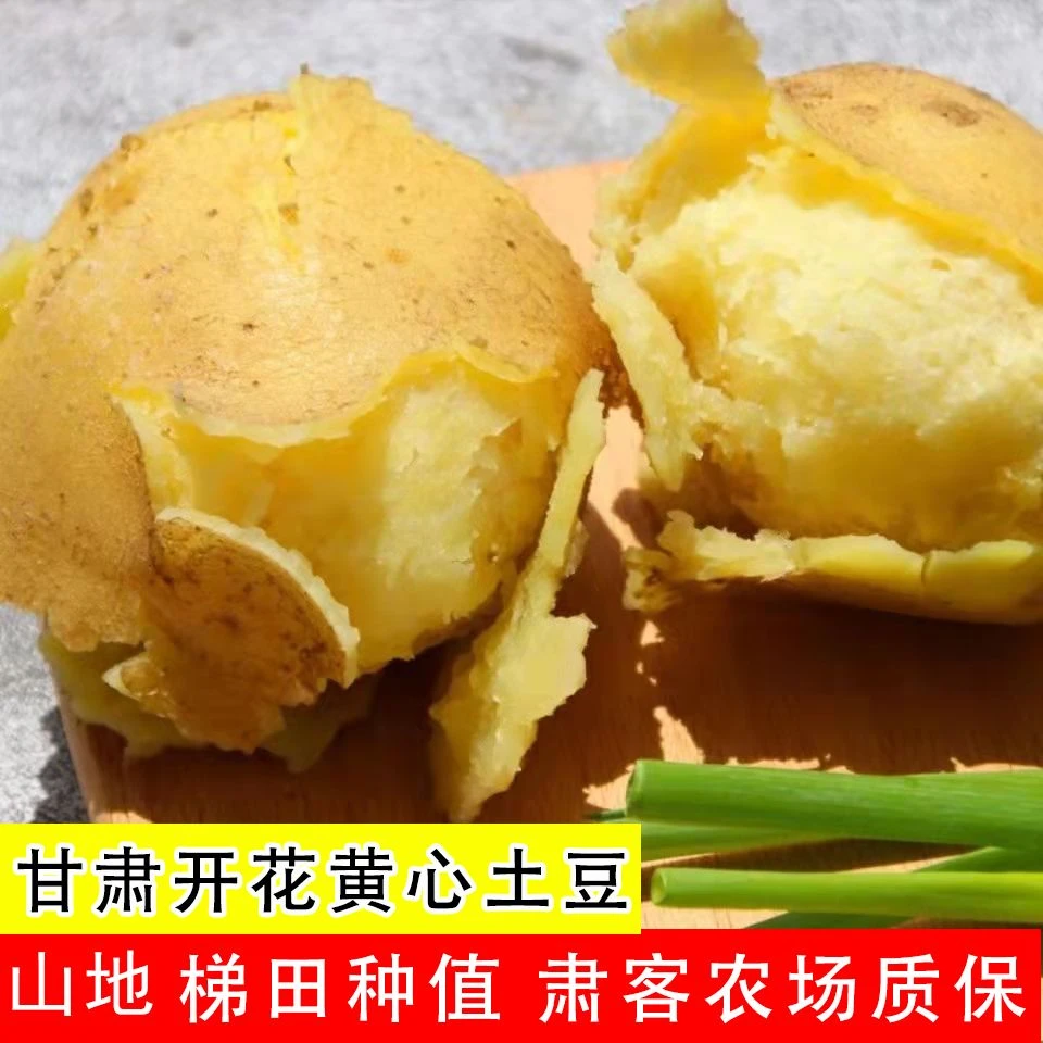 甘肃定西土豆洋芋黄心土豆批发旱地新鲜爆皮开花现挖土豆洋芋