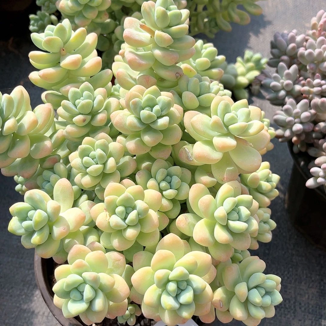 天使之群小19046