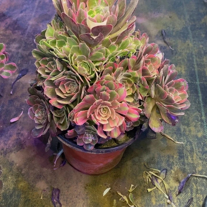 安娜多肉断头不包0710