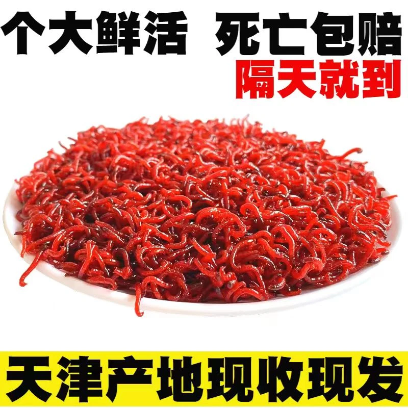 【新店冲量】特大号鲜活红虫活饵适用于野钓黑坑拉饵钓鱼饵料