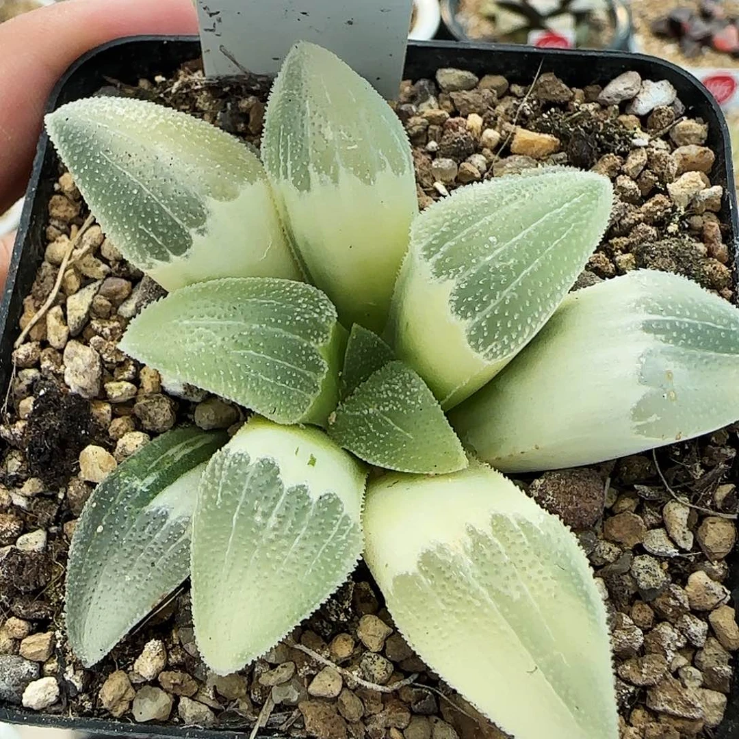 231号糊斑蓝光磨面锦一物一拍带盆土