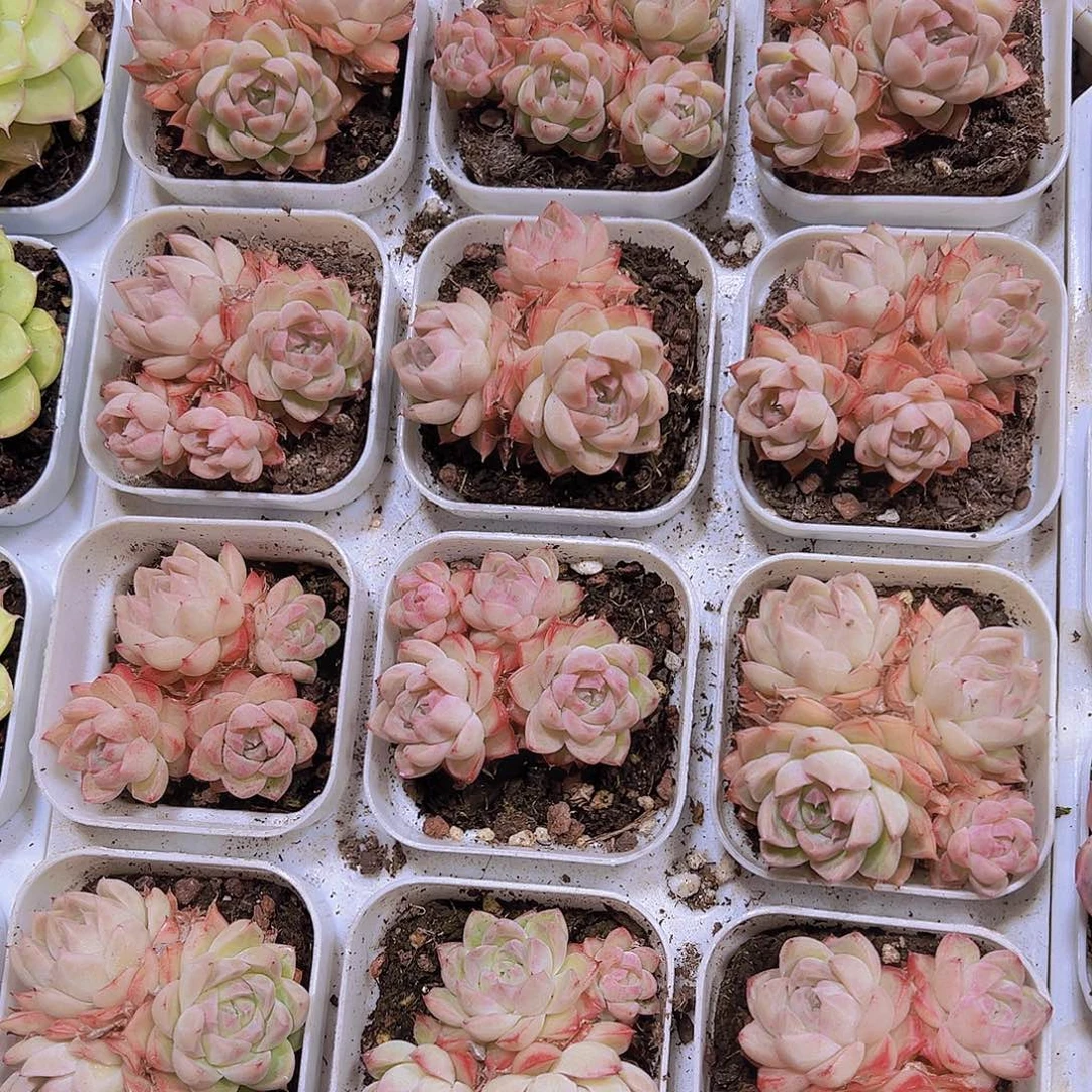 边线女王群生19包邮