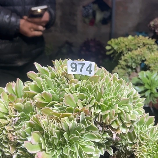 @***宇多肉植物一个白凤974