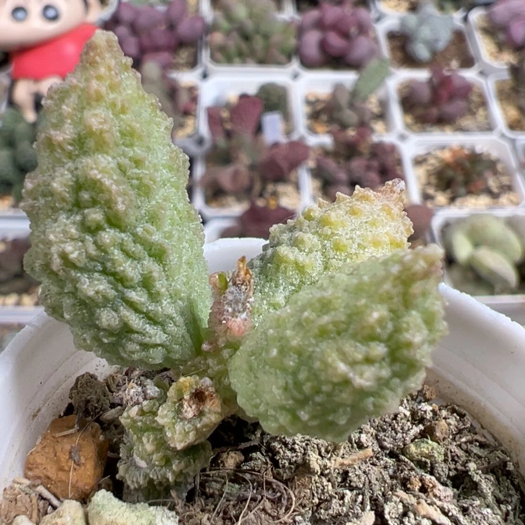 无花朵美系绿youling单头纯木质桩多肉植物