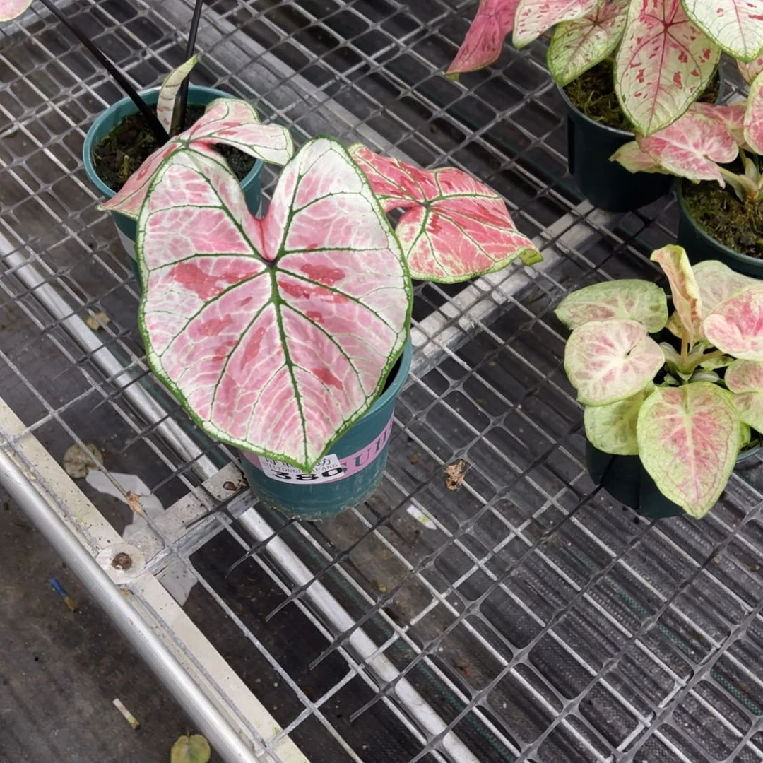 涅***槃无花朵            380草莓不包售后