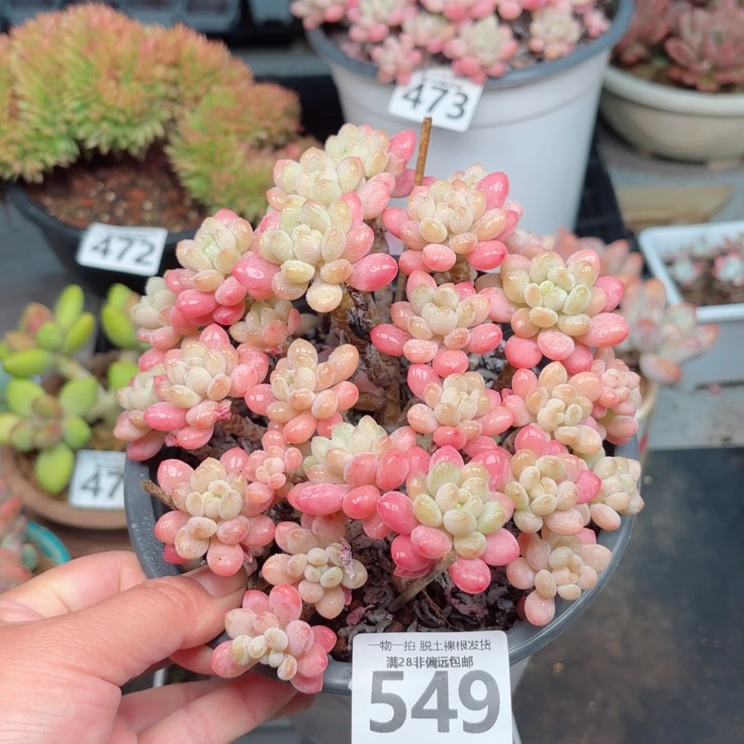 鱼子酱老桩无盆土发货