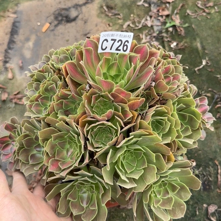 女巫中班……多肉植物……