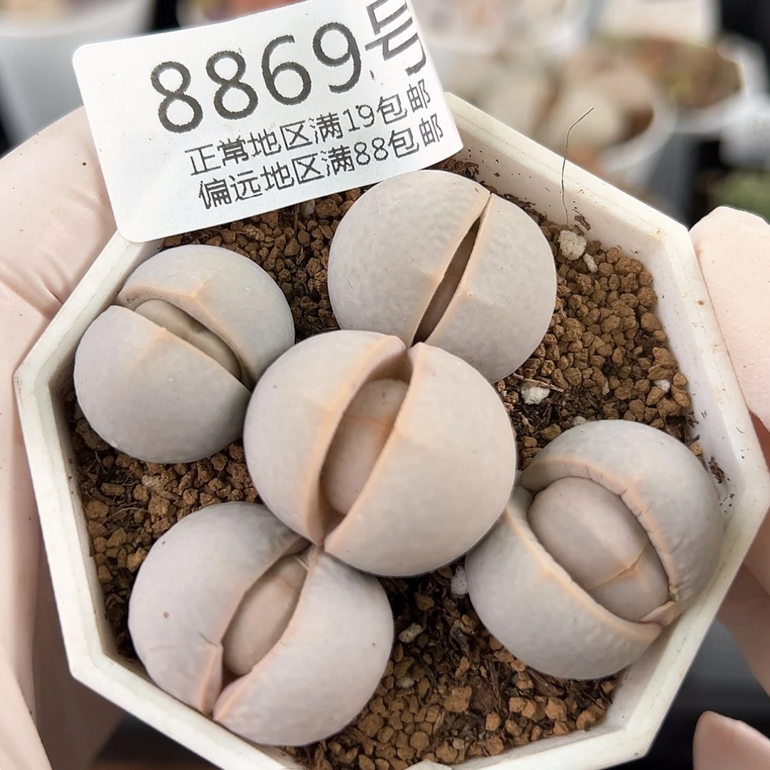 好养易活生石花大母本8869