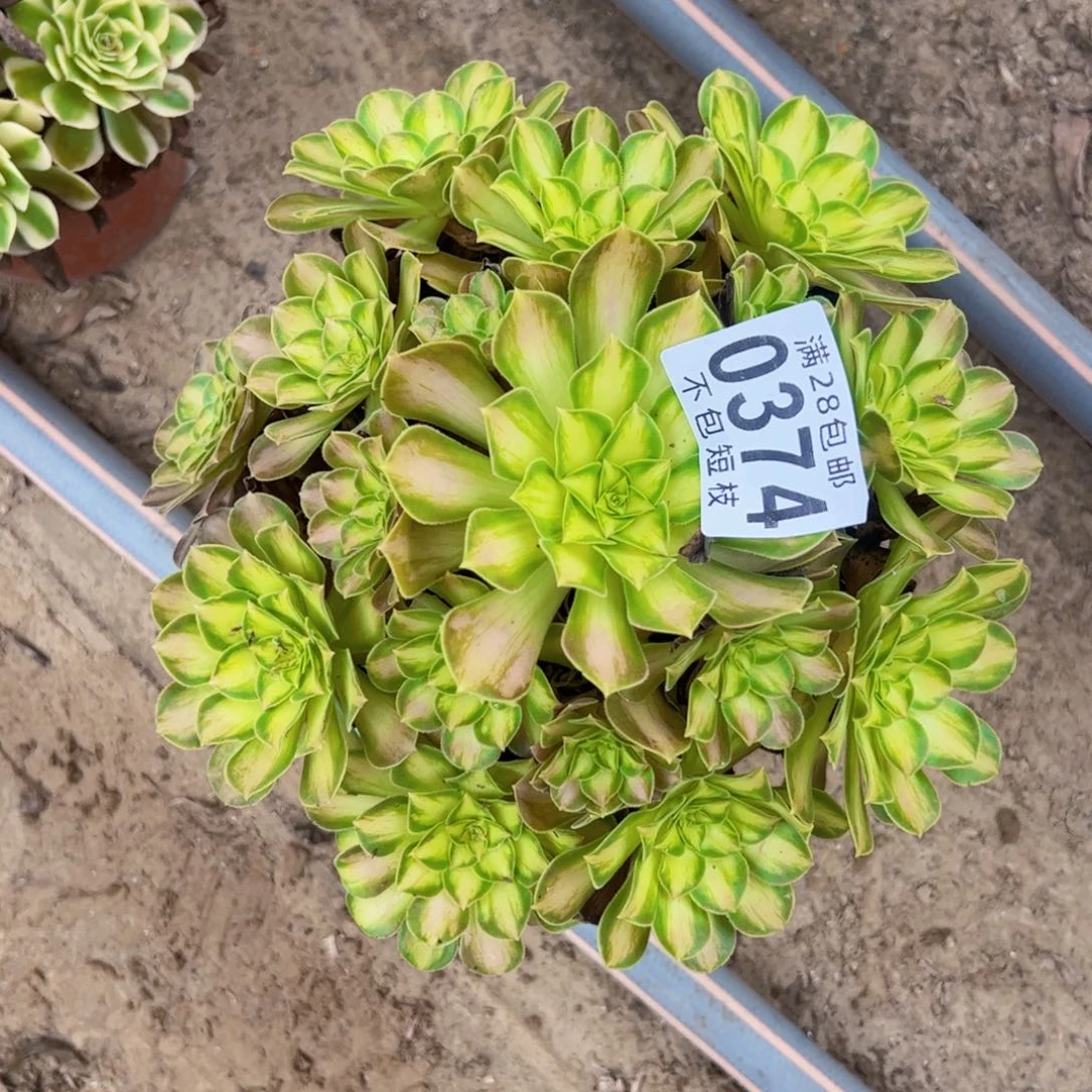 韶华多肉植物0374