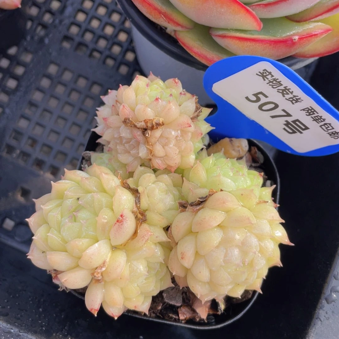 507号油透丸叶麦秆一盆