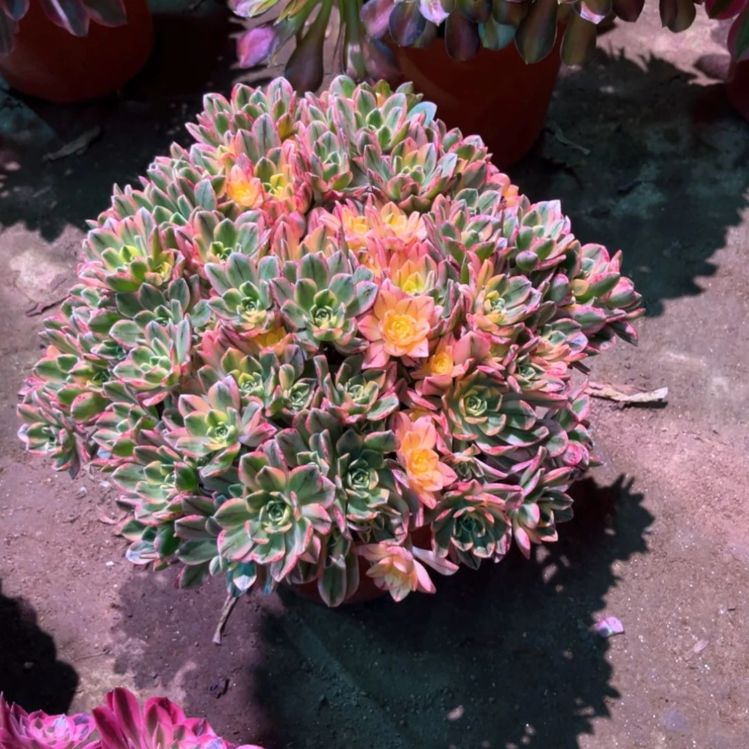 多肉植物甜茶781