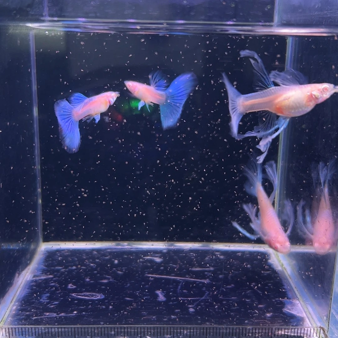 孔雀鱼蓝白蝶翼绣球C2对