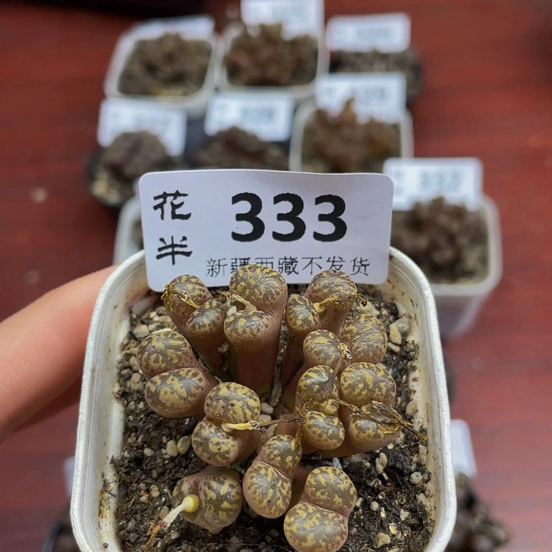 阿***增3333花花花花花花花花花