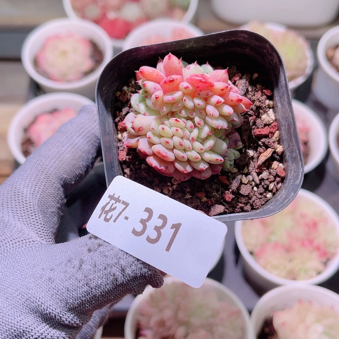 花07-331哈尼缀化