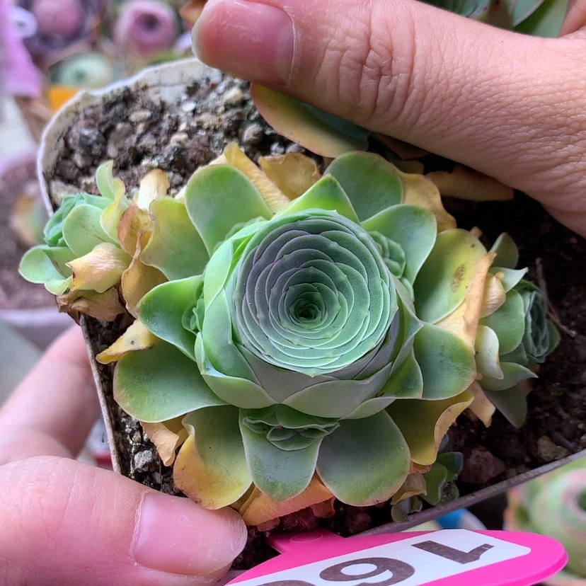 【闪购商品】多种混合基因160