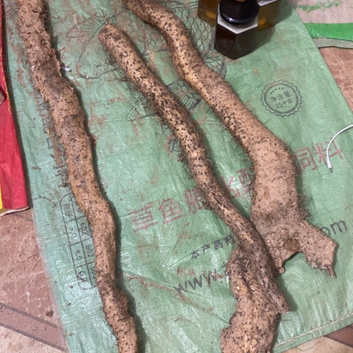 中国大陆广西野生风铃山药