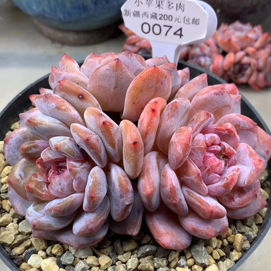 绿底紫心074/13.5cm3头