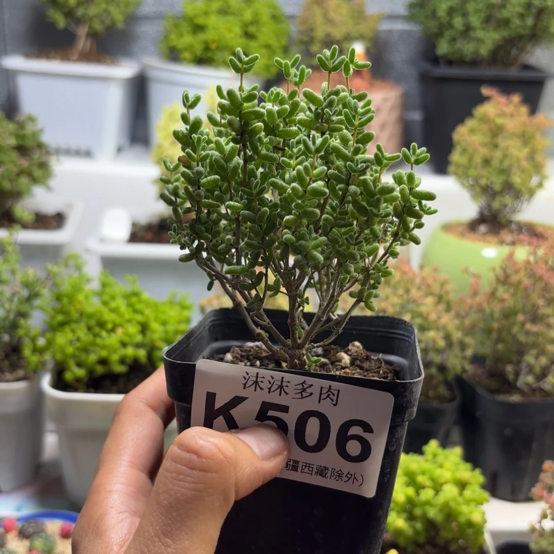 506蜜橘糖球枝干福利