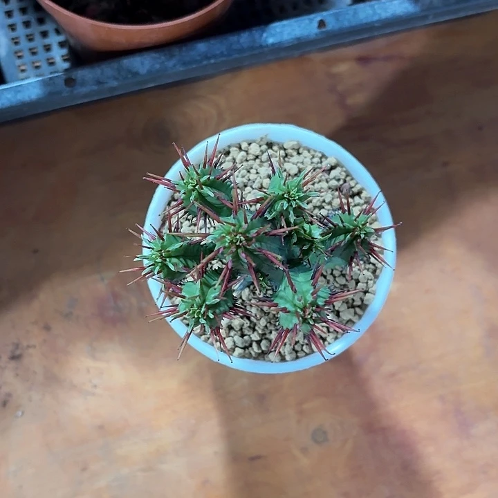 小*仙人球开花好看