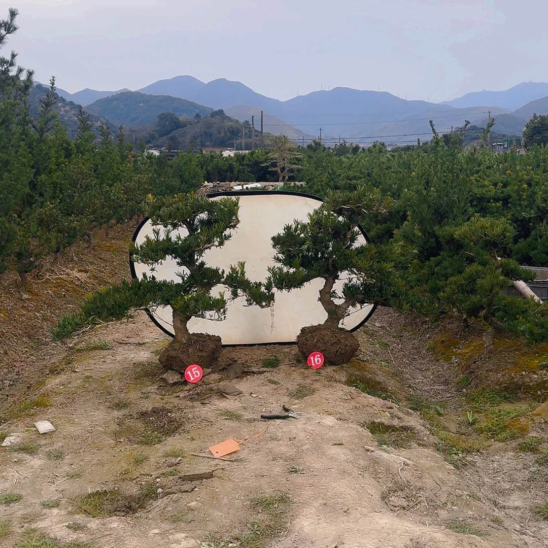 罗汉松盆景艺术归***！