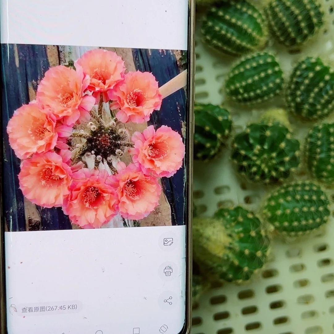 彩草睡美人侧芽 000000