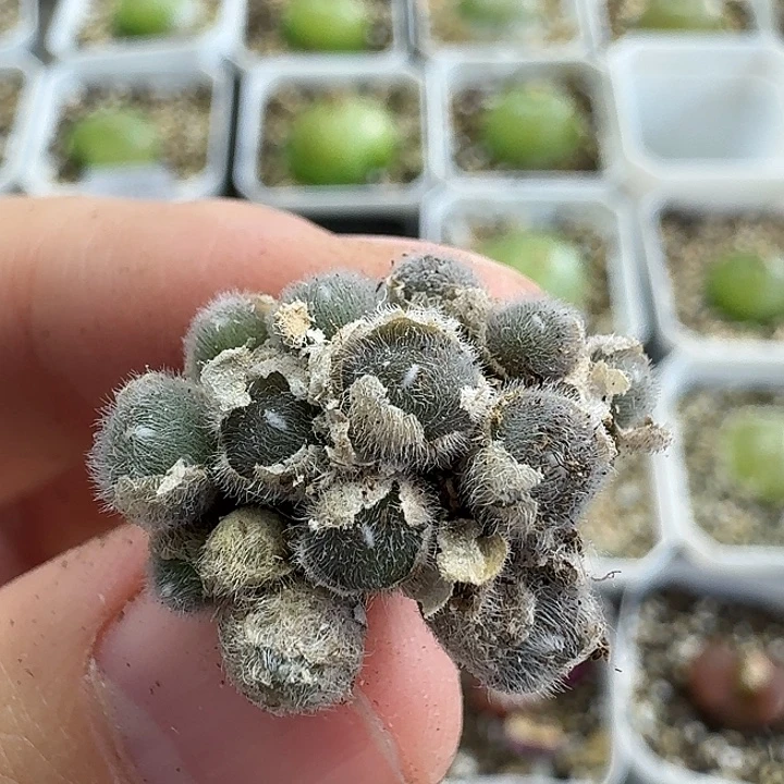 老马生石花毛球1050