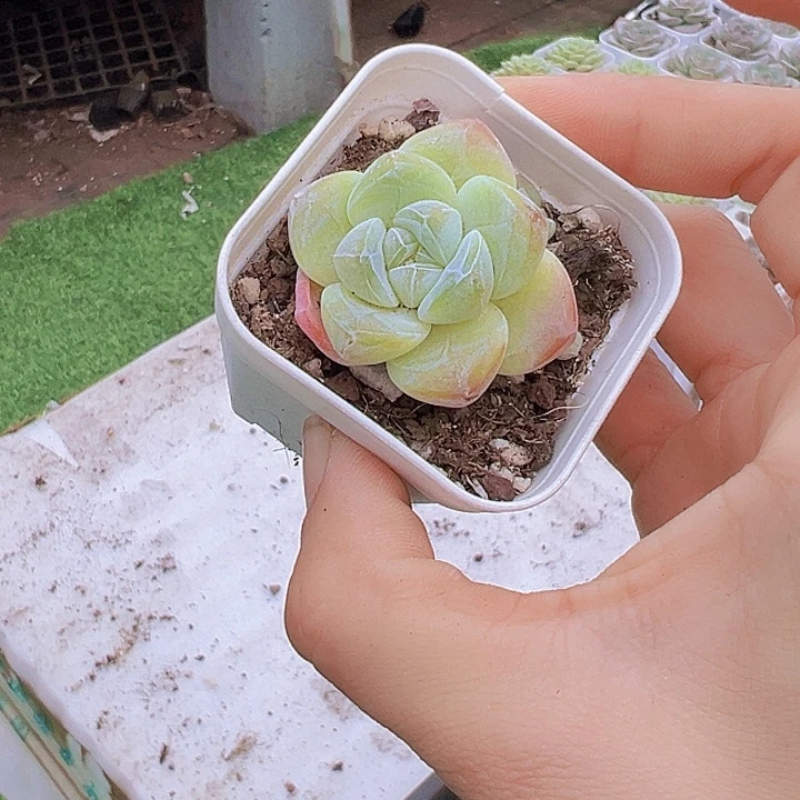 紫心冰玉单双混带盆