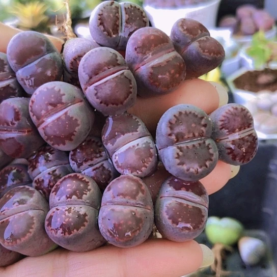 无花朵1110，22颗1.5-1.8厘米