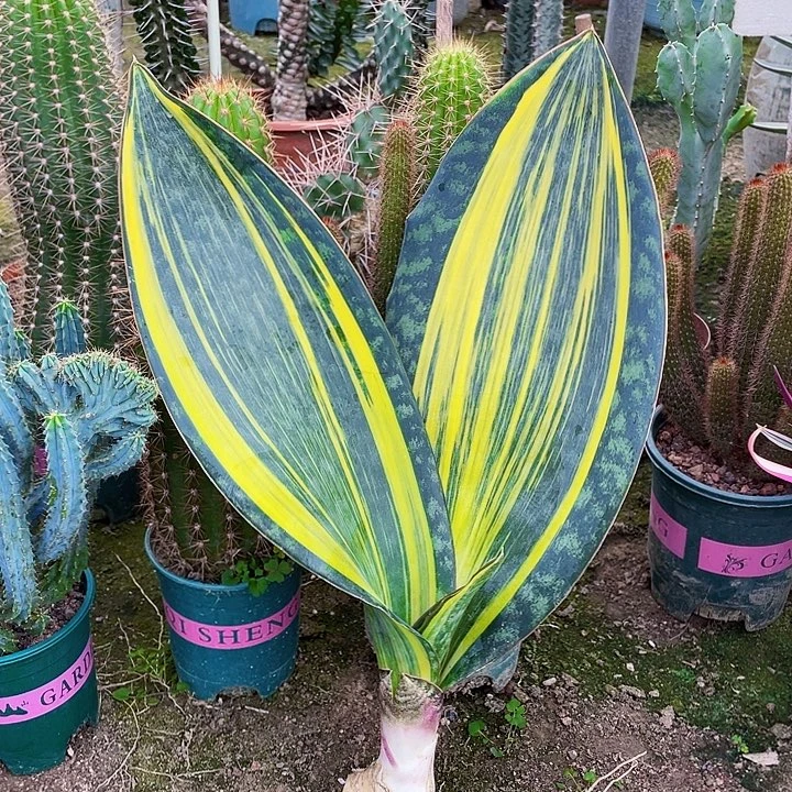 完全开放宝镜虎皮兰43cm