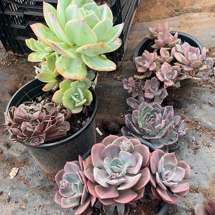 Q***子多肉植物实物直播实物29