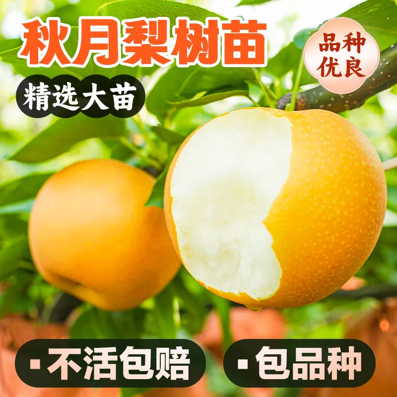 1年秋月梨脆冠梨树苗果4棵组合发货基地直发园林盆栽地栽