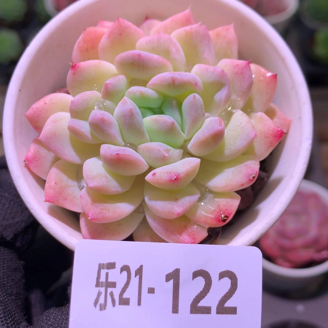 乐然21-122 新品单头