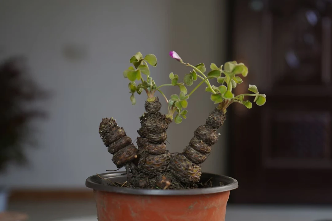 幸运草三叶草老桩幸运草盆栽绿植指尖微盆景鲜花