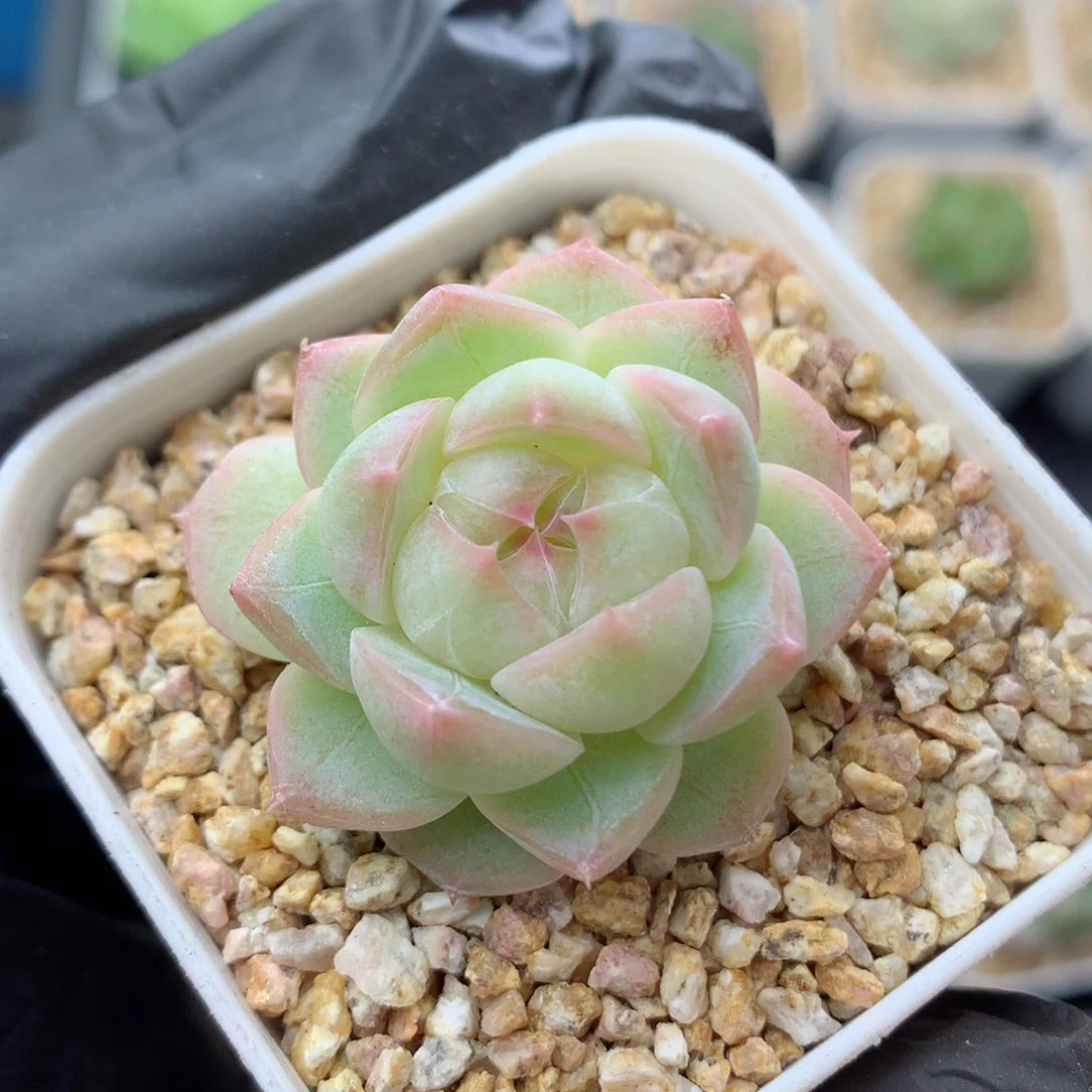 58包邮  群生不包整糖心89