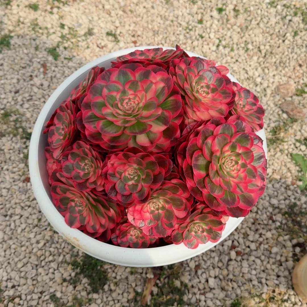 雨*多肉植物发货发货