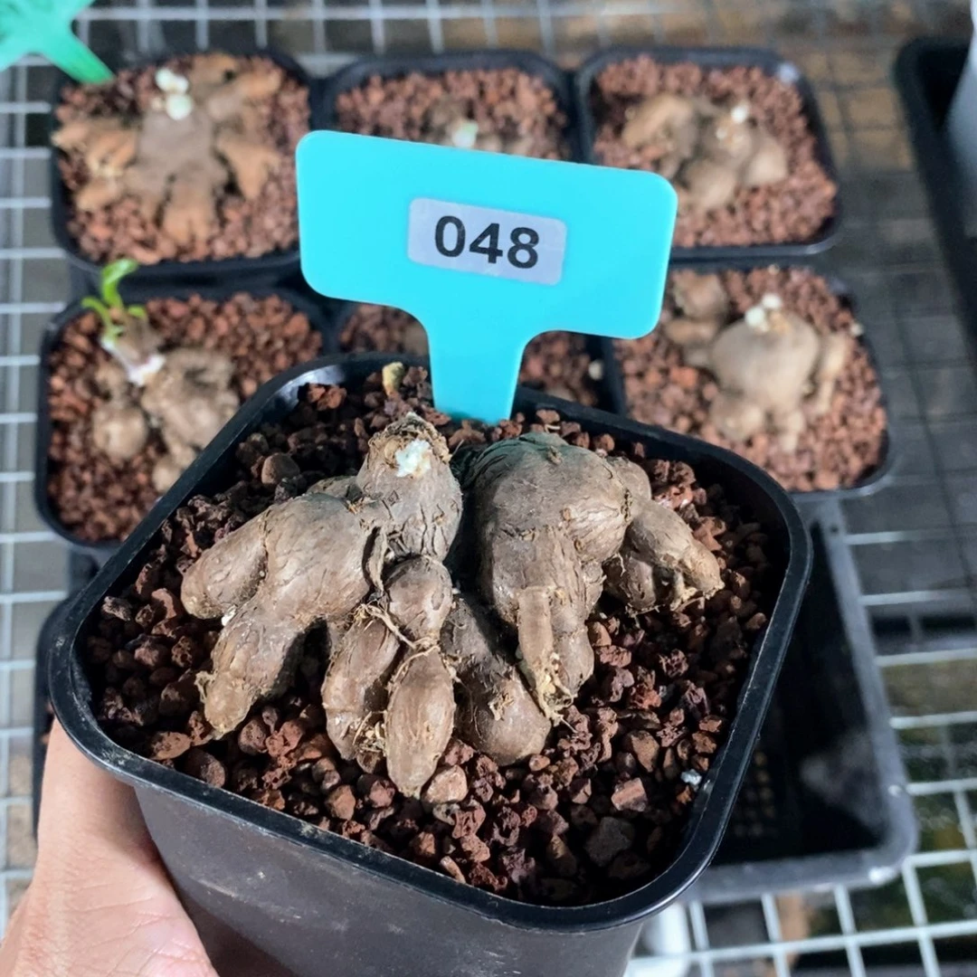 海星厚炖菊多肉植物