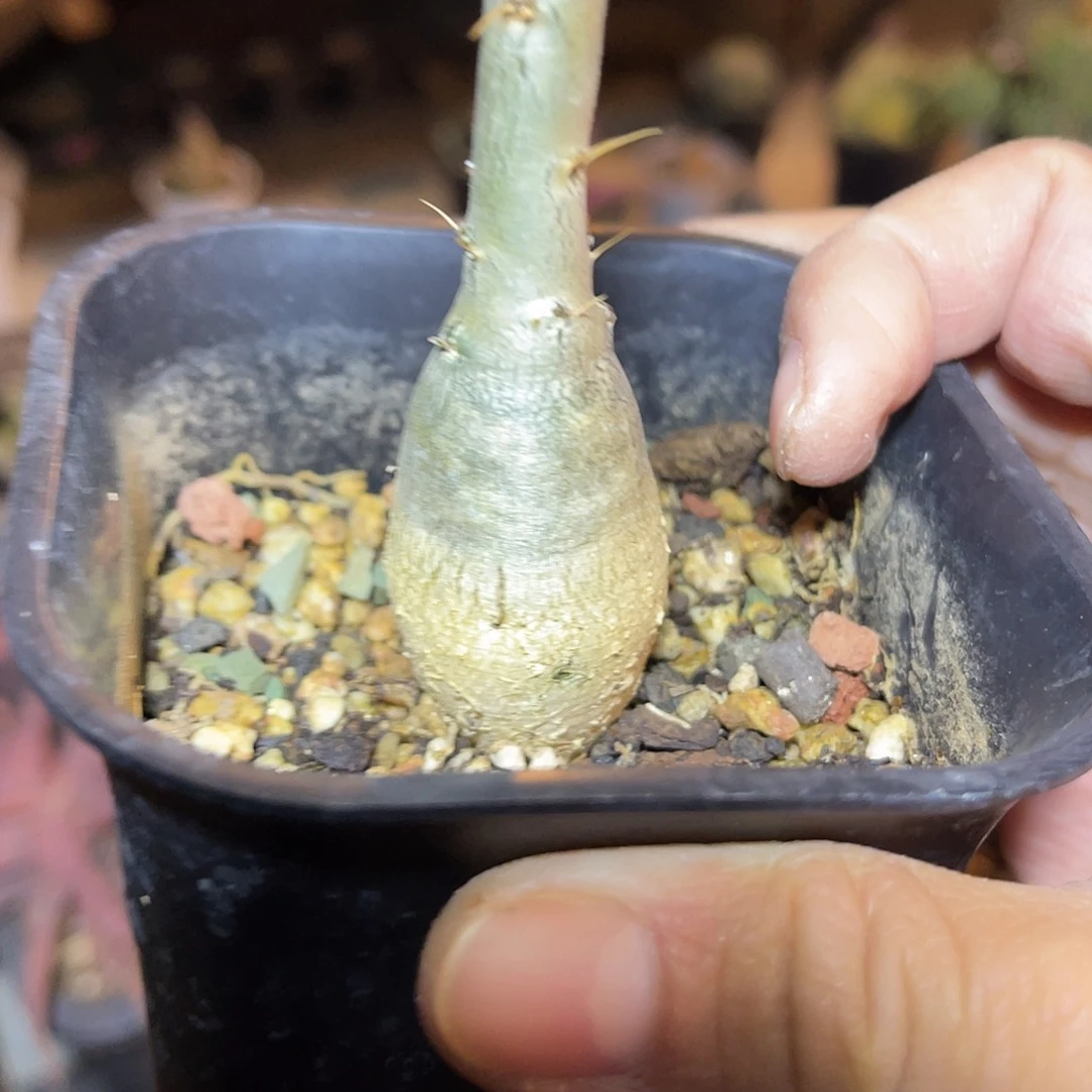 天马空块根一物一拍