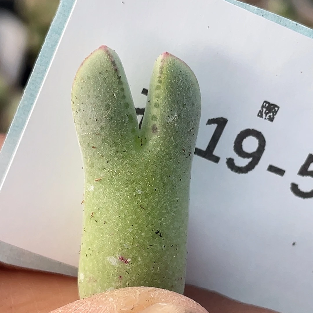 19-58猪蹄多肉植物