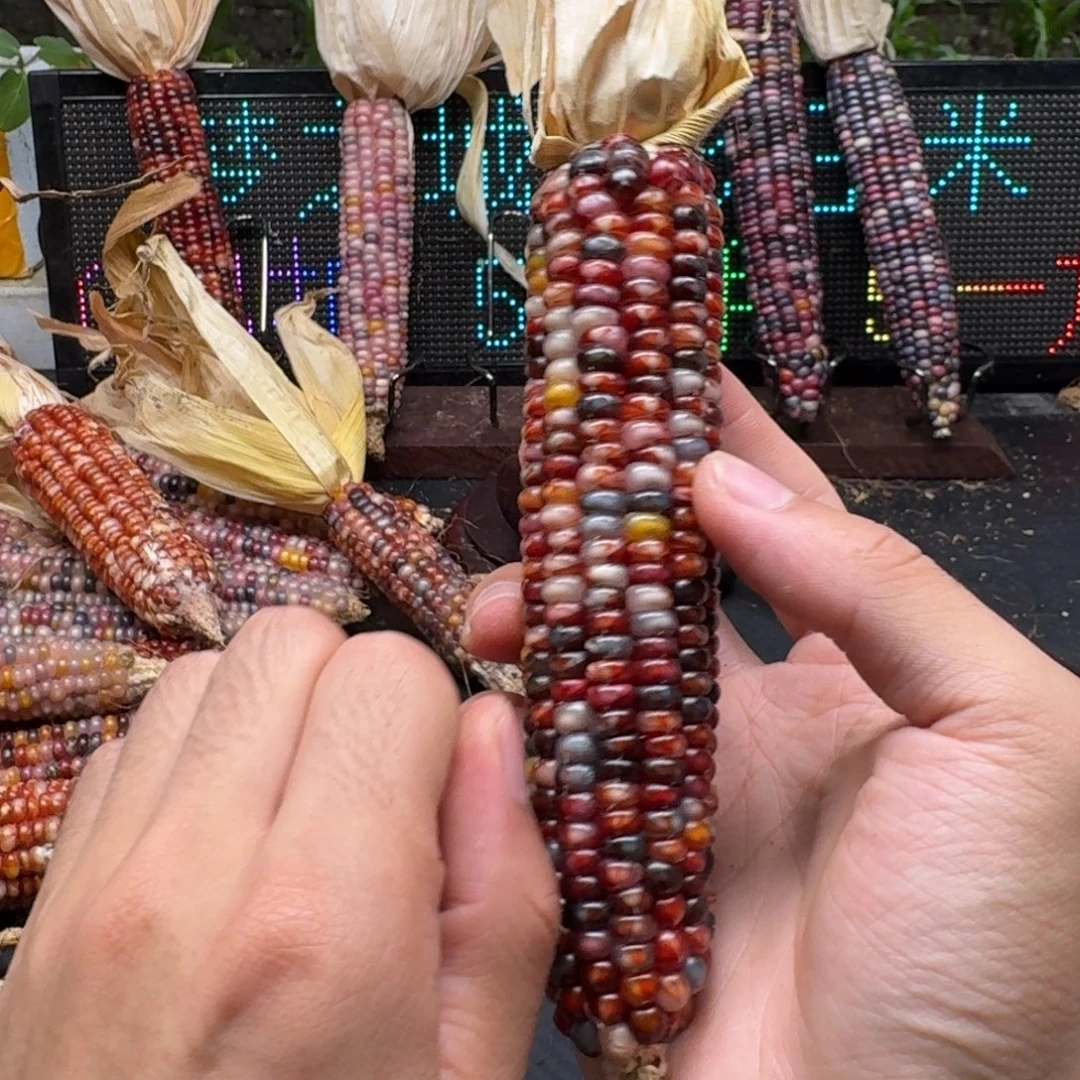 荼***白柏香籽/百香籽吊坠