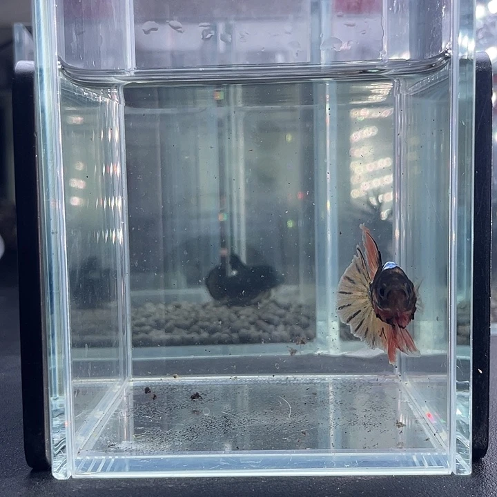 斗鱼15号916晚暗黑母鱼